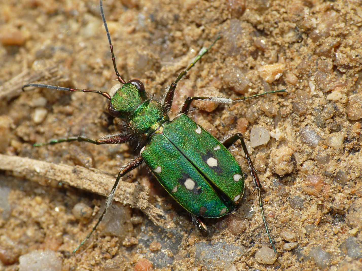 Cicindela campestris corsicana